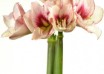 hippeastrum Showmaster ® (1)